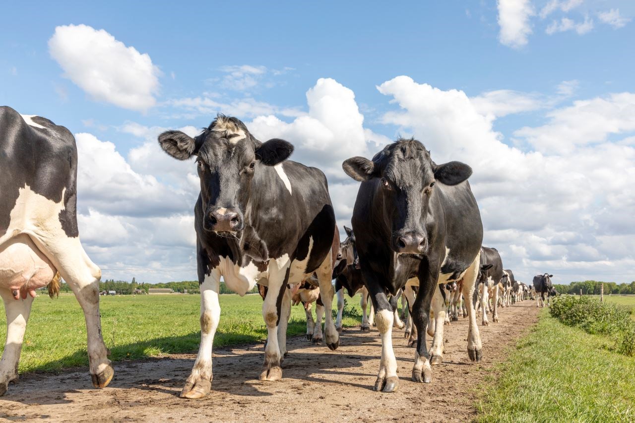 Preparing for Grazing