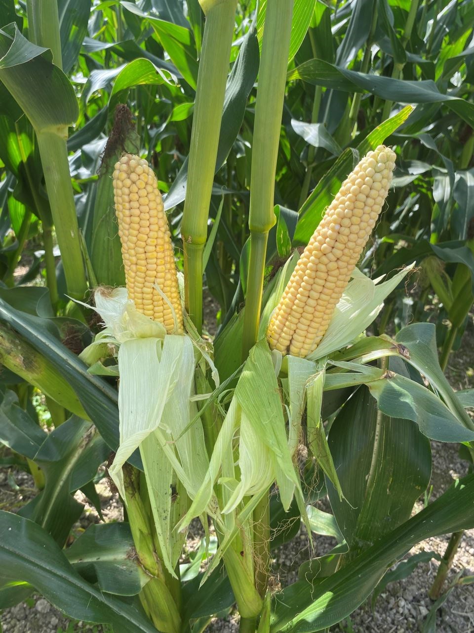 Assessing Maize For Harvest