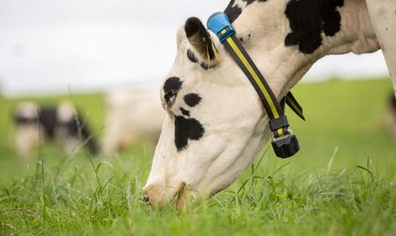 Its time to start thinking about autumn dairy grass reseeding