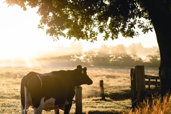 How To Keep Cattle Cool